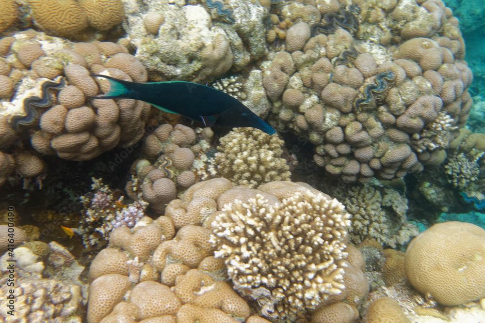 Male Green birdmouth wrasse (Gomphosus caeruleus) in Red Sea