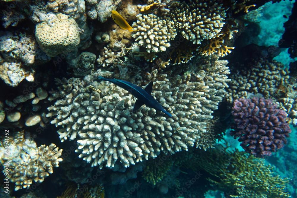 Gomphosus caeruleus, Green birdmouth wrasse