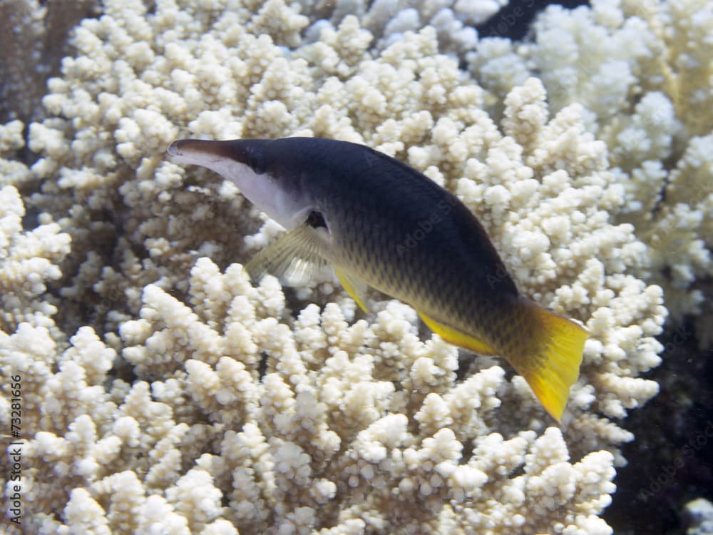 Green birdmouth wrasse