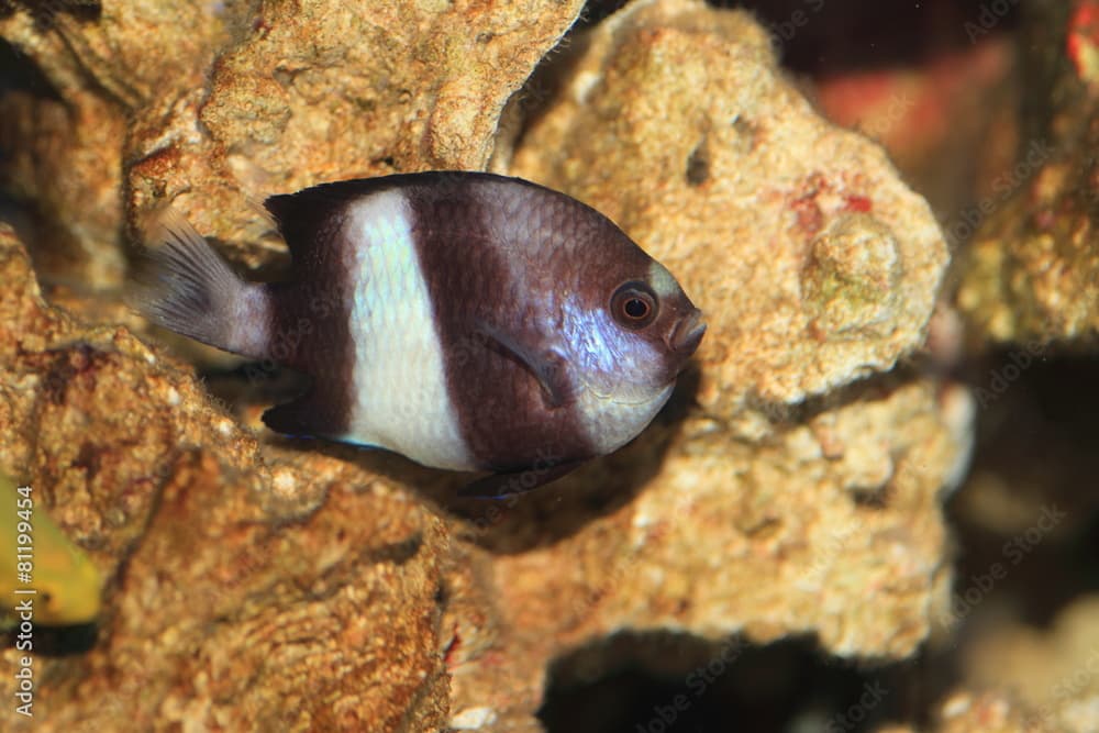 Threeband puller (Dascyllus aruanus) in Japan