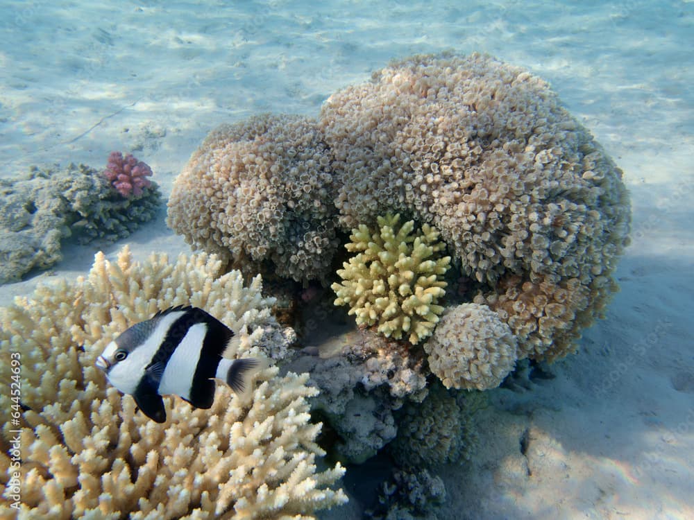 Underwater coral reef scene with humbug damselfish - (Dascyllus aruanus)