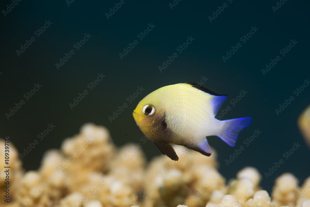 red sea dascyllus (dascyllus marginatus)