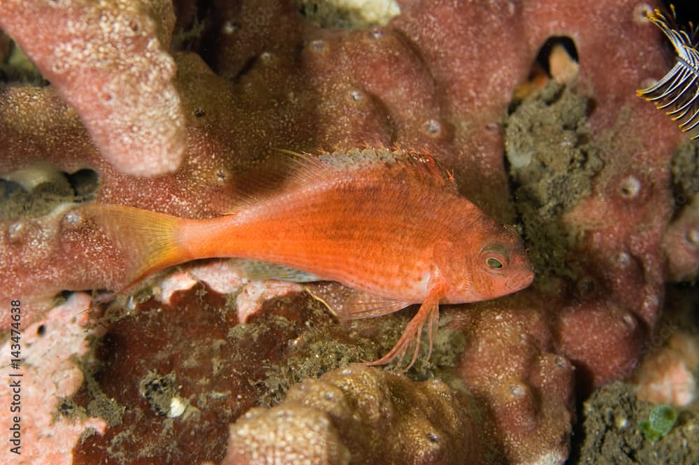 Swallowtail hawkfish, Cyprinocirrhites polyactis, Bali Indonesia.