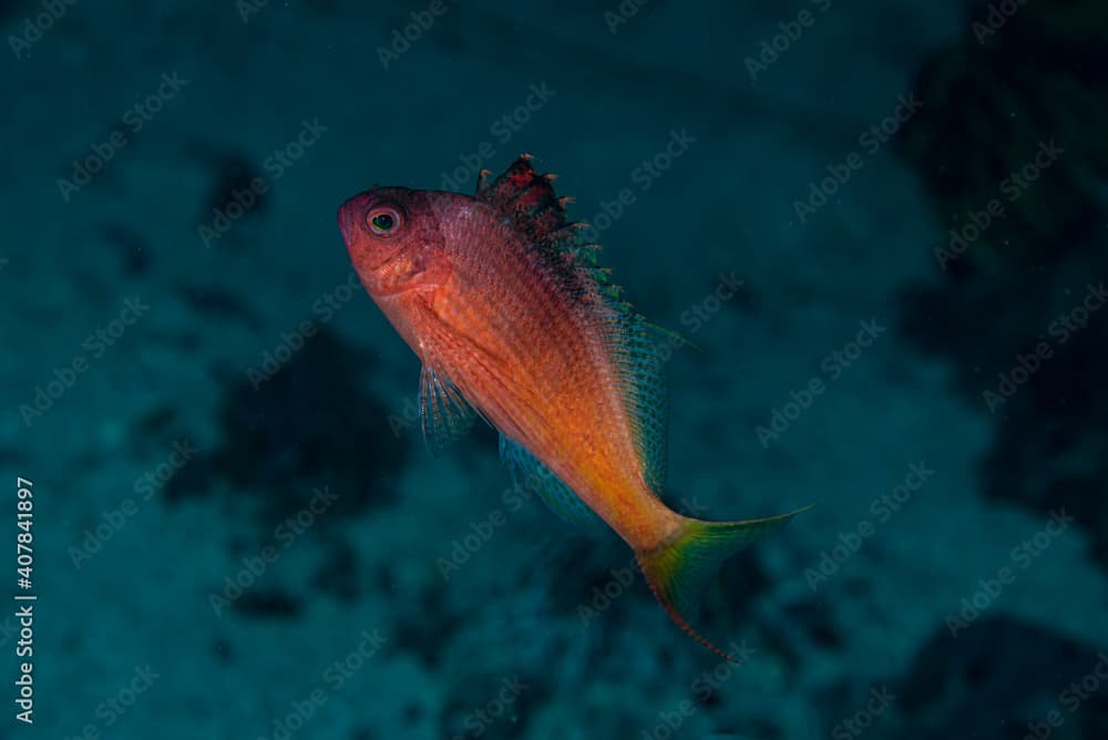 Lyretail Hawkfish Cyprinocirrhites polyactis.