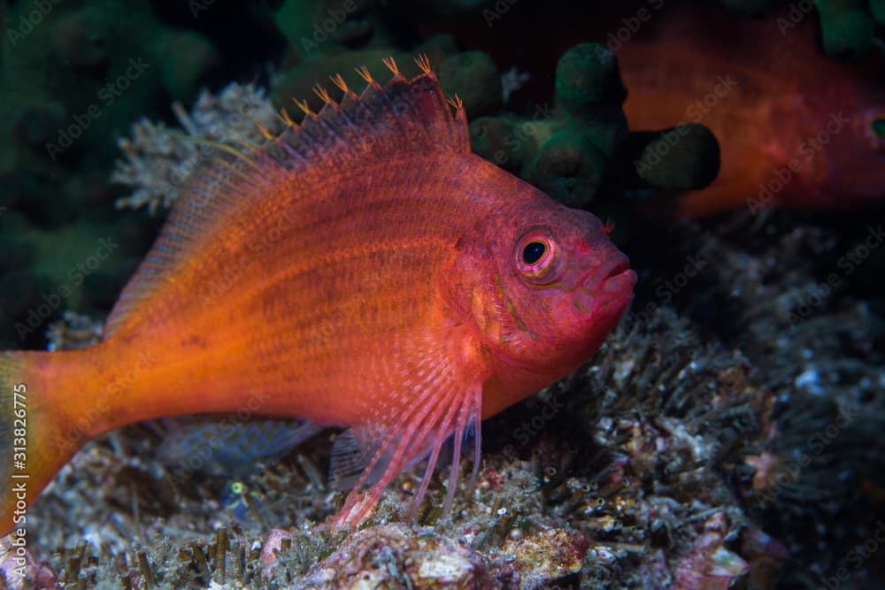 Swallowtail hawkfish (Cyprinocirrhites polyactis) bright colored fish sitting on the reef.