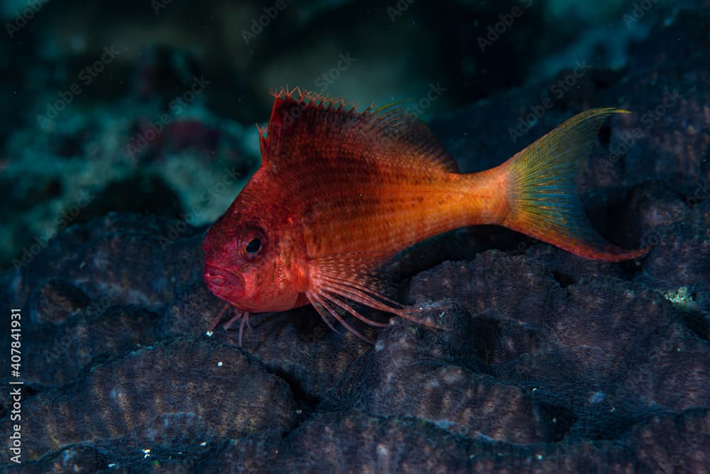 Lyretail Hawkfish Cyprinocirrhites polyactis.