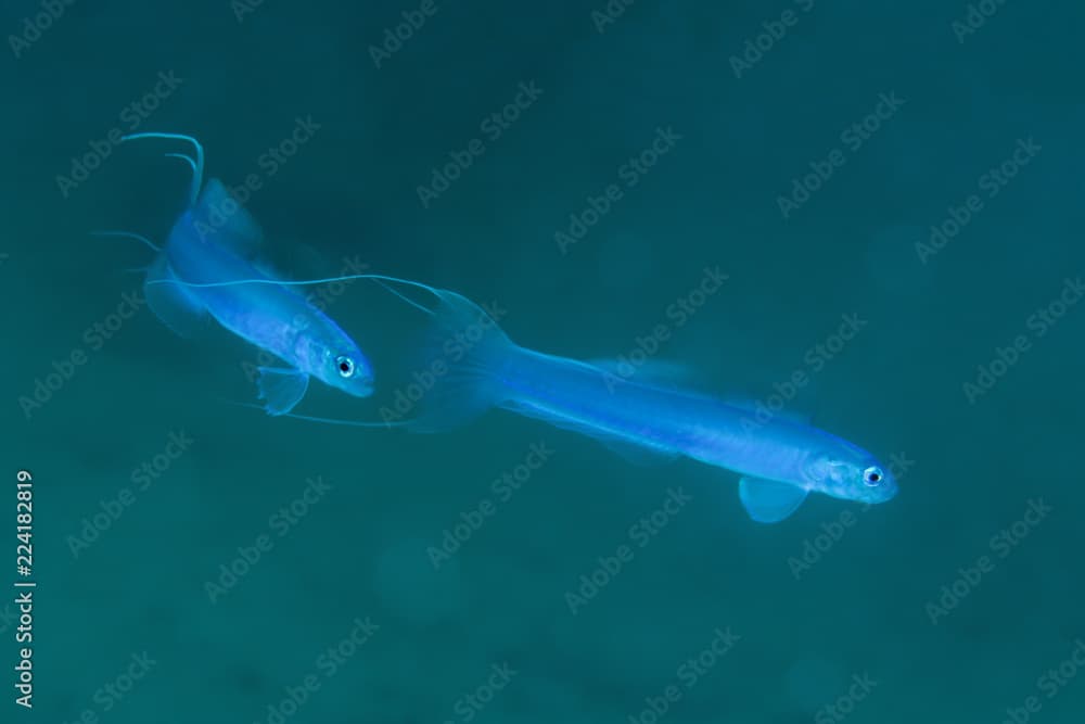 Thread tail dartgoby