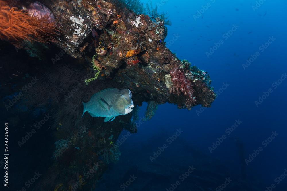 Green humphead parrotfish on Tulamben wreck Bali