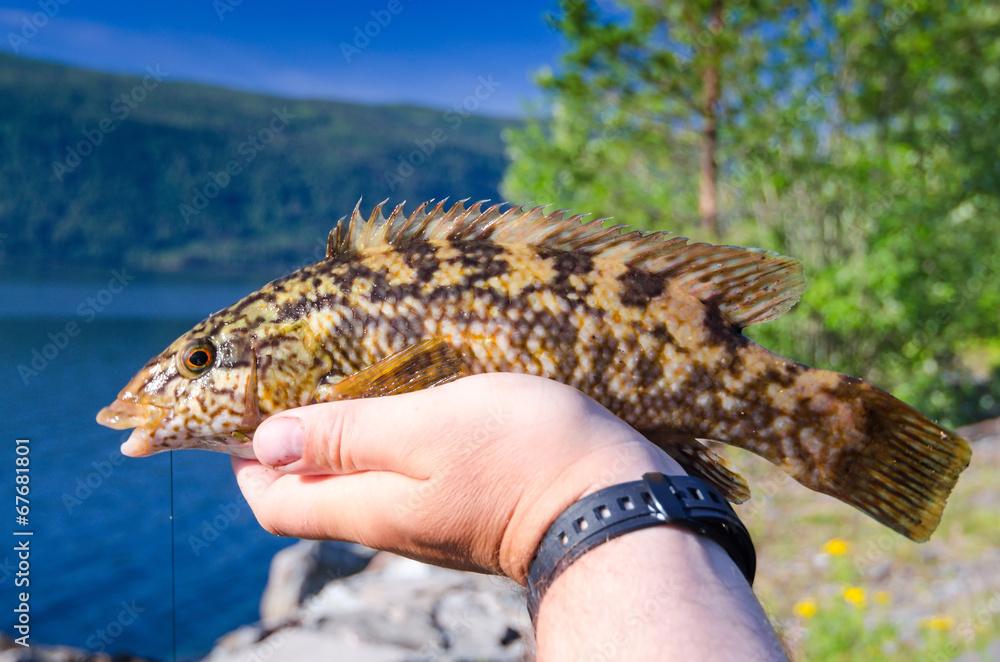 Ballan wrasse in angler hand