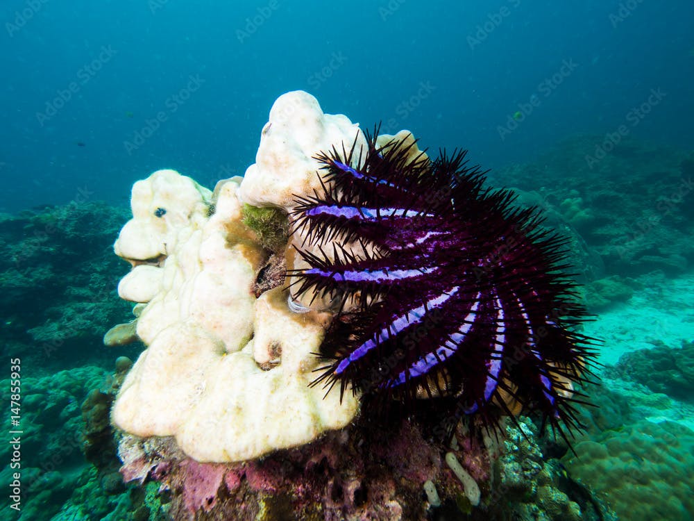 Crown of thorn seastar eating a massive coral