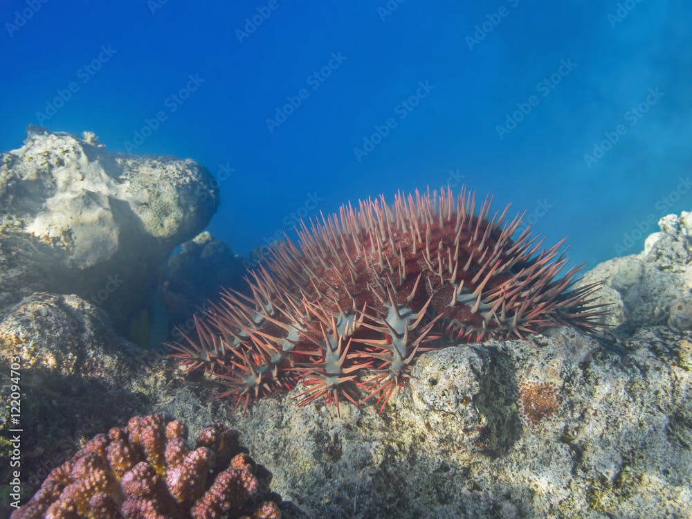 Crown of thorns sea star (Acanthaster planci) feeding coral reef