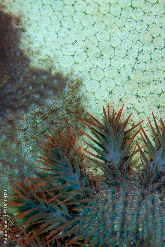 Crown-of-thorns starfish feeding on coral in Layang Layang, Malaysia