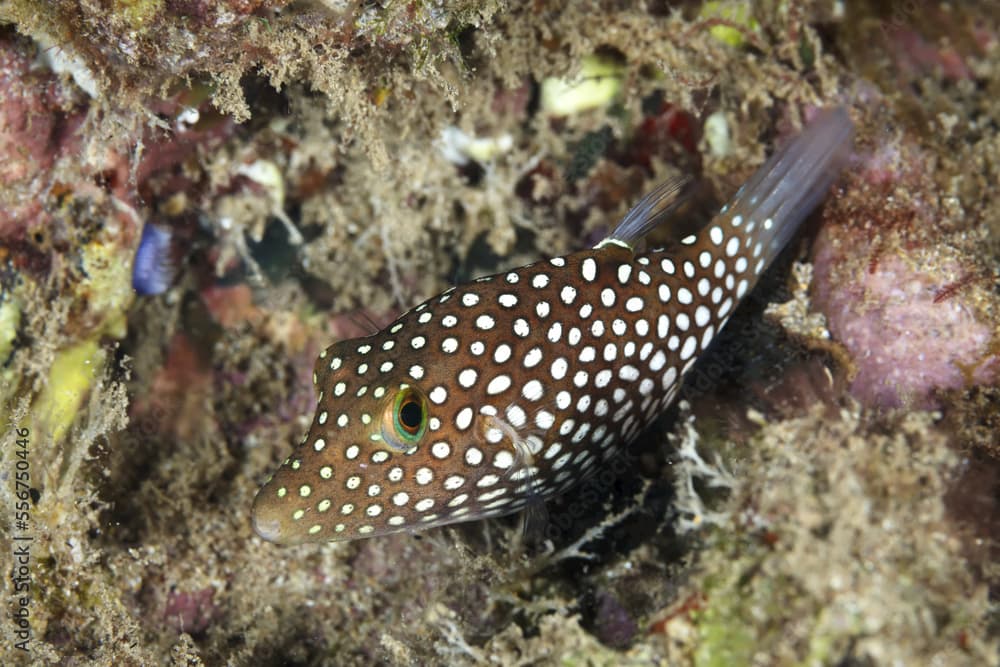 Hawaiian Endemic Whitespotted Toby (Canthigaster jactator); Maui, Hawaii, United States of America