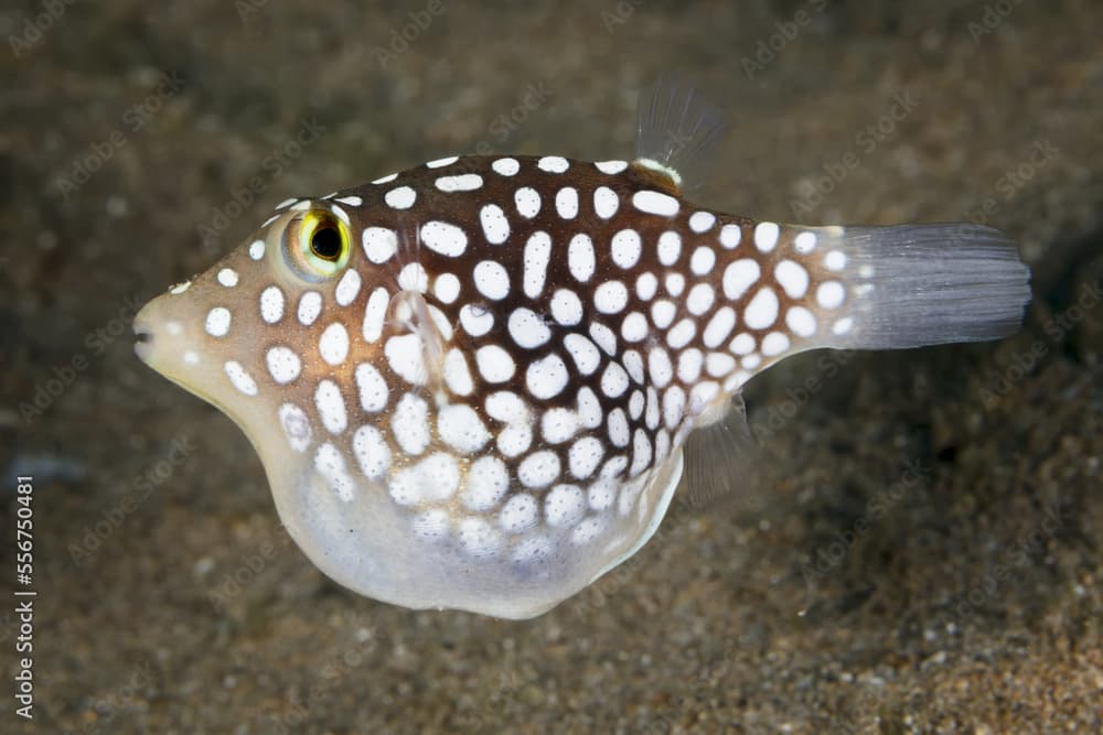 Hawaiian Endemic Whitespotted Toby (Canthigaster jactator); Maui, Hawaii, United States of America