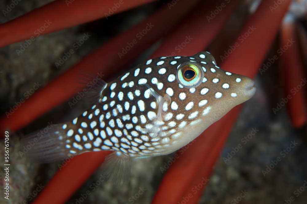 Endemic, Hawaiian Spotted Toby (Canthigaster jactator) with a red pencil urchin (Heterocentrotus mamillatus); Maui, Hawaii, United States of America