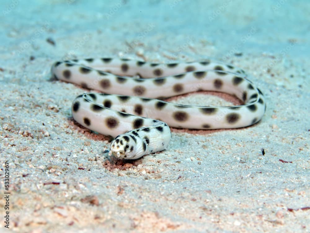 Spotted snake eel