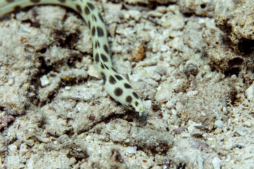 Myrichthys maculosus is a snake eel from the Indo-Pacific