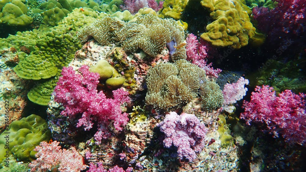 A beautiful Colourful soft corals, hard coral, feather star, anemone and marine in Koh Lipe, Thailand