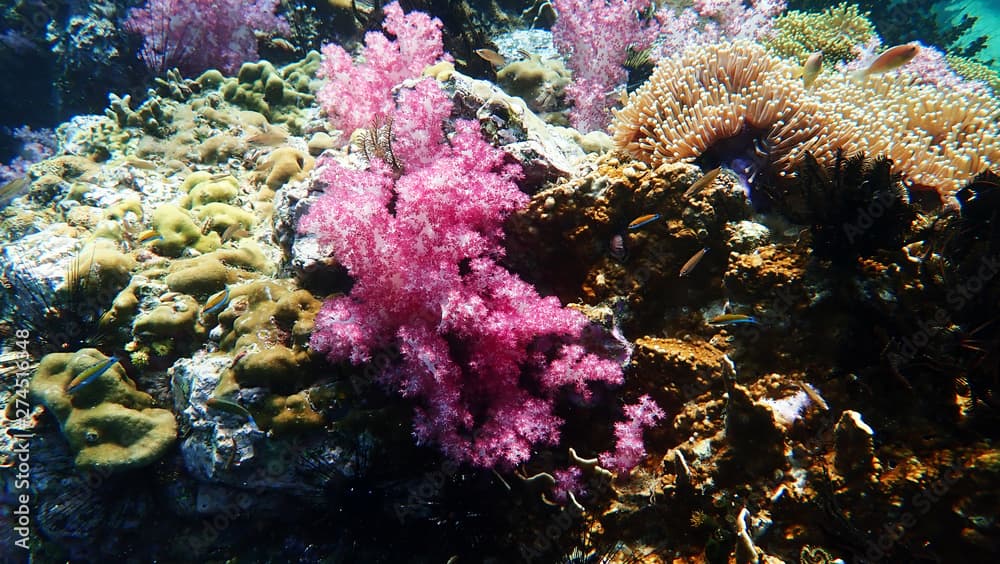 Close up A beautiful Colourful soft corals, hard coral, feather star, anemone and marine in Koh Lipe, Thailand