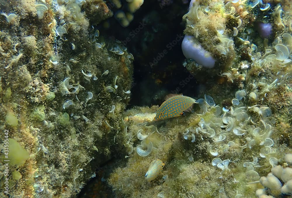 Red Sea long-nose file-fish, scientific name is Oxymonocathus halli. It is small (5-7 cm) marine fish, belonging to family Monacanthidae, inhabits coral reefs in the Red Sea, Middle East