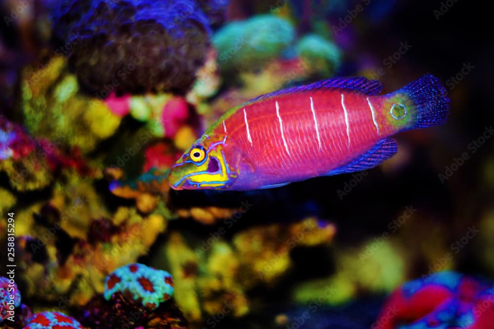 Mystery Wrasse fish - (Pseudocheilinus ocellatus) 