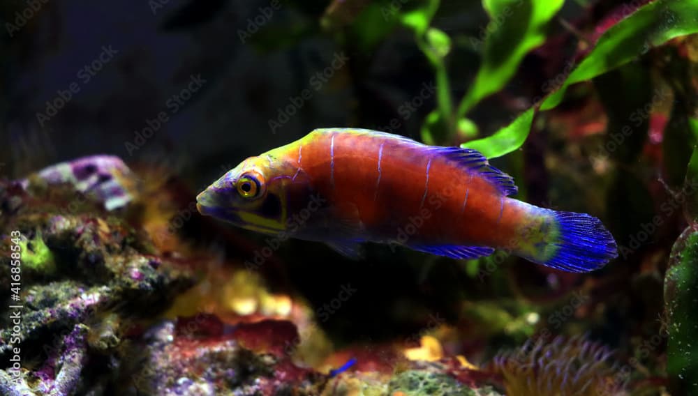 Mystery Wrasse fish - (Pseudocheilinus ocellatus)