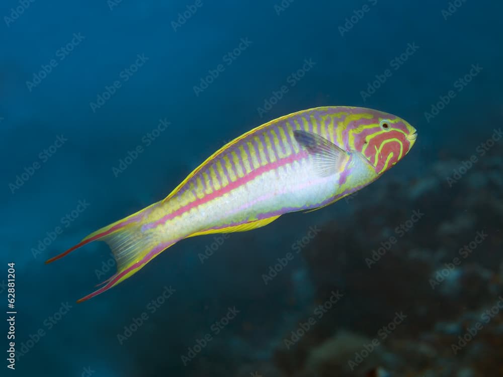 Klunzinger`s wrasse