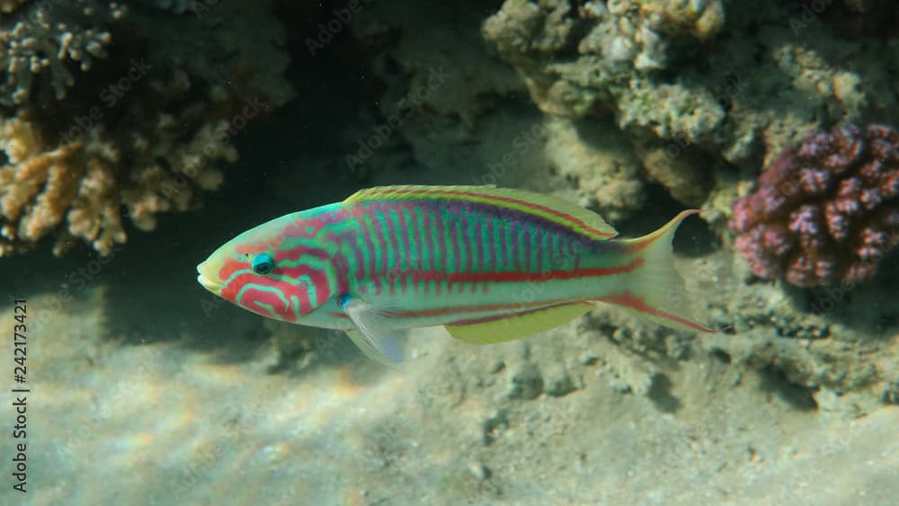  Klunzinger`s wrasse - Thalassoma rueppellii