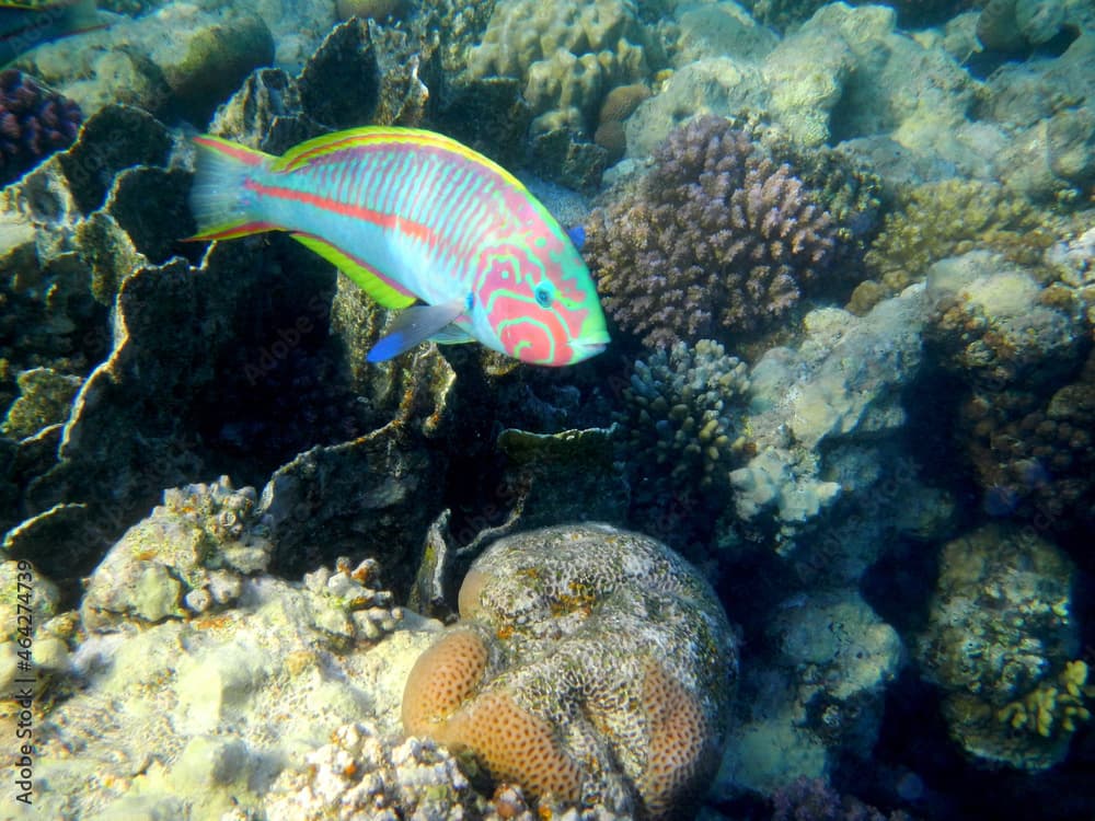 Klunzingers Junker oder Rotmeer-Junker / Klunzinger's wrasse or Rüppell'swrasse / Thalassoma rueppellii