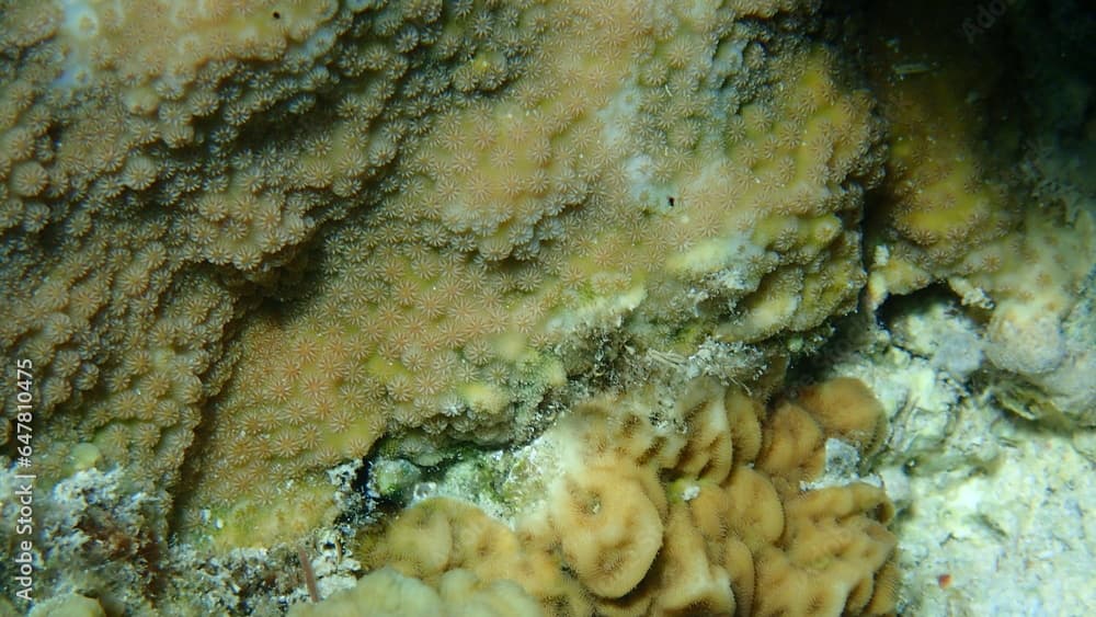 Stony coral spine coral (Hydnophora microconos)  and crispy crust coral (Merulina scheeri) undersea, Red Sea, Egypt, Sharm El Sheikh, Nabq Bay
