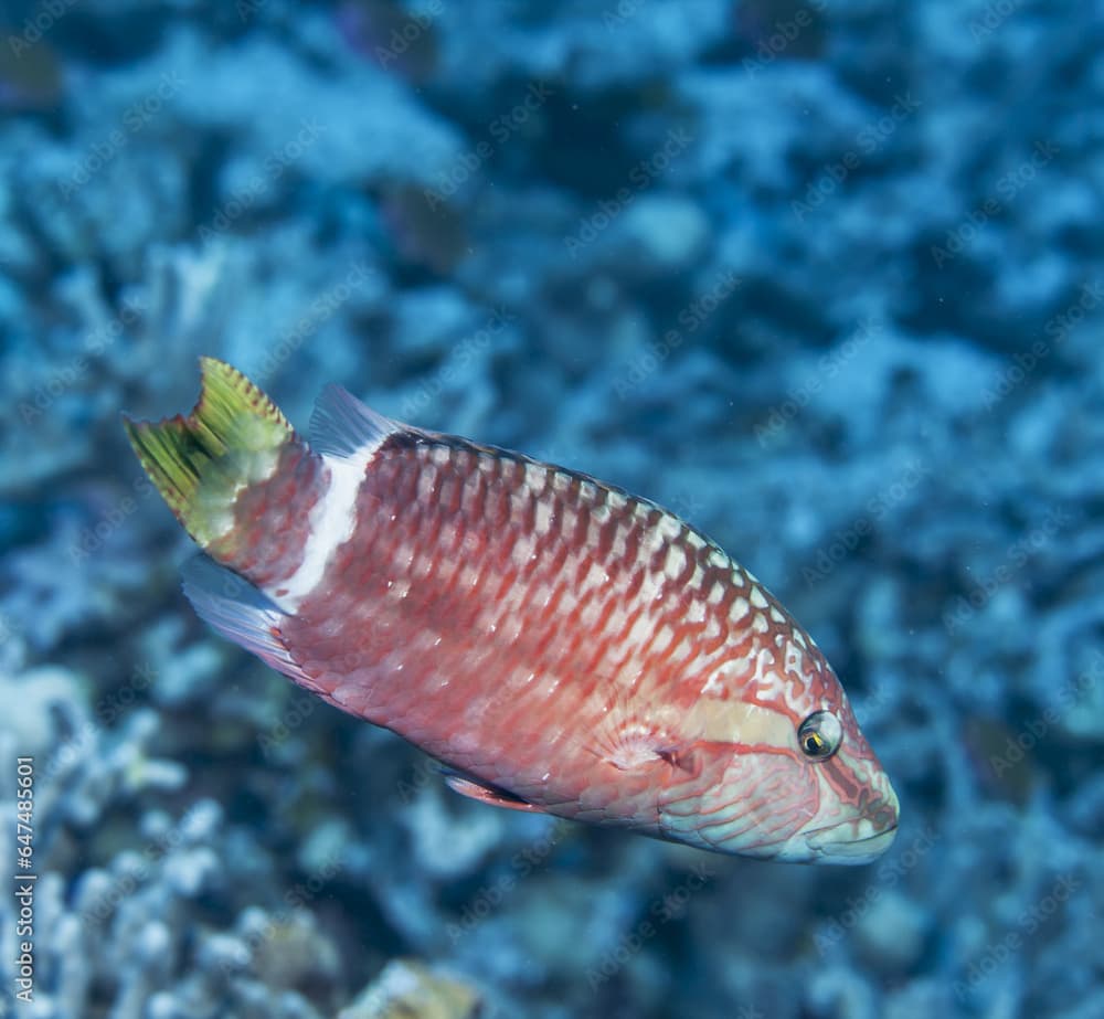 Ringtail Wrasse (Oxycheilinus Unifasciatus), Near Kona; Island Of Hawaii, Hawaii, United States Of America