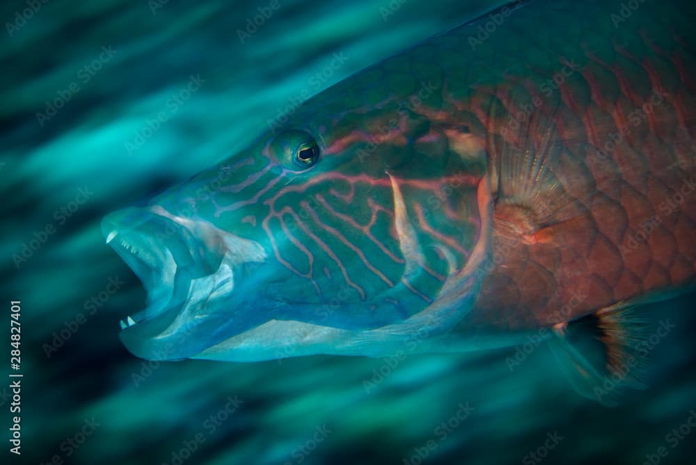 Marine life, Liuqiu island, Taiwan