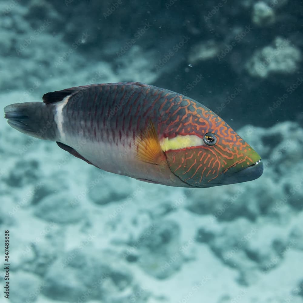 Ringtail Wrasse (Oxycheilinus Unifasciatus), Near Kona; Island Of Hawaii, Hawaii, United States Of America