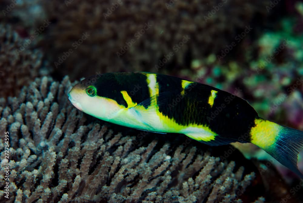 Jansen's Wrasse Thalassoma jansenii