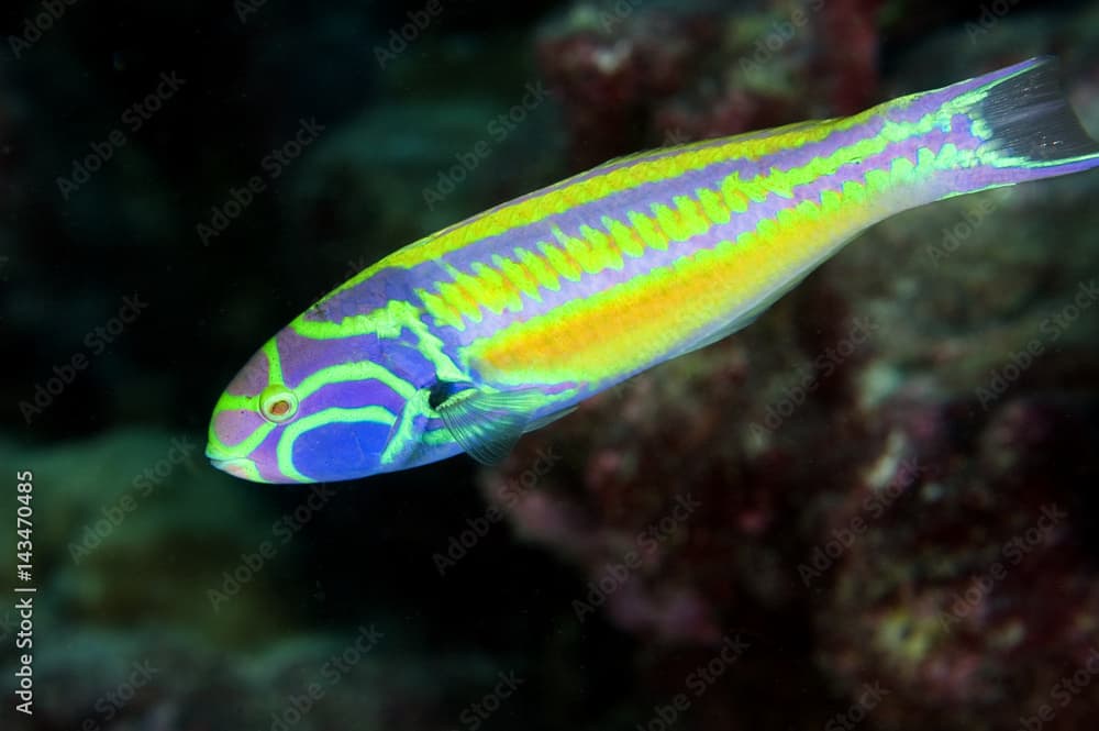 Fivestripe wrasse, Thalassoma quinquevittatum. Kritimati Island, Kribati.