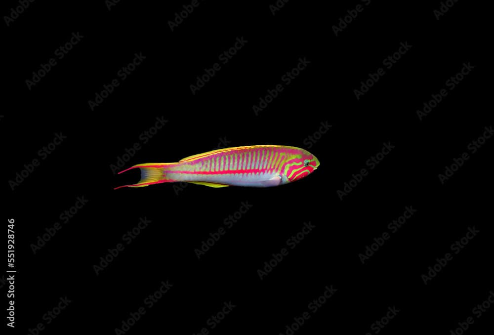 The fivestripe wrasse (Thalassoma quinquevittatum), underwater scene into the Red sea, Egypt