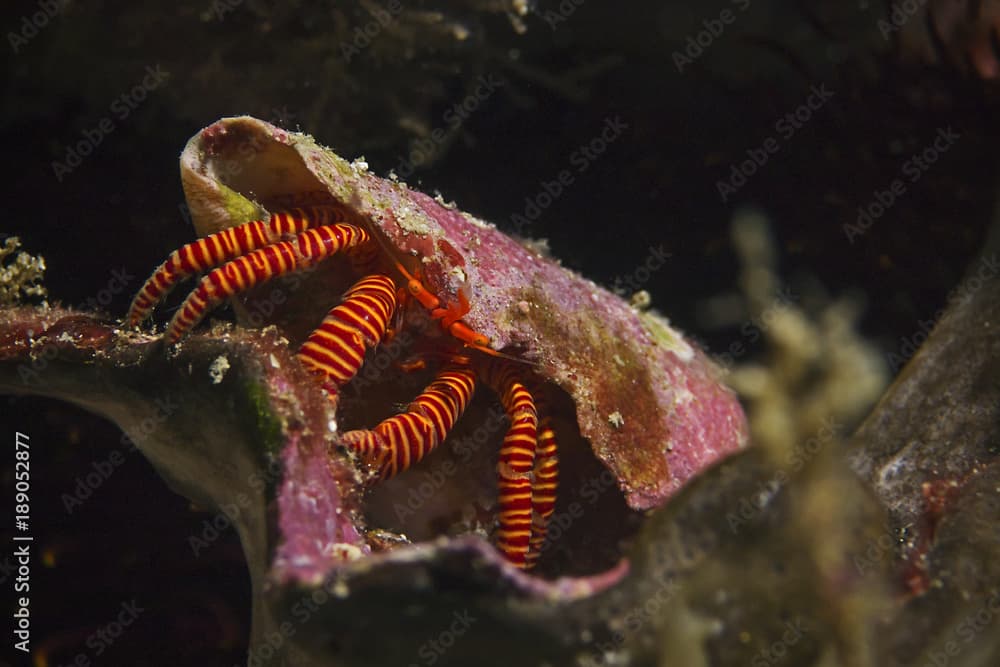 Halloween Hermit Crab, Ringelsocken-Einsiedlerkrebs (Ciliopagurus strigatus)