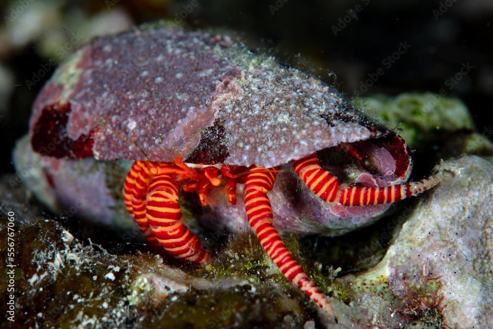 A Halloween hermit crab, Ciliopagurus strigatus, crawls across a coral reef in the Solomon Islands. This species of crab most commonly inhabits cone shells due to its flattened body shape.