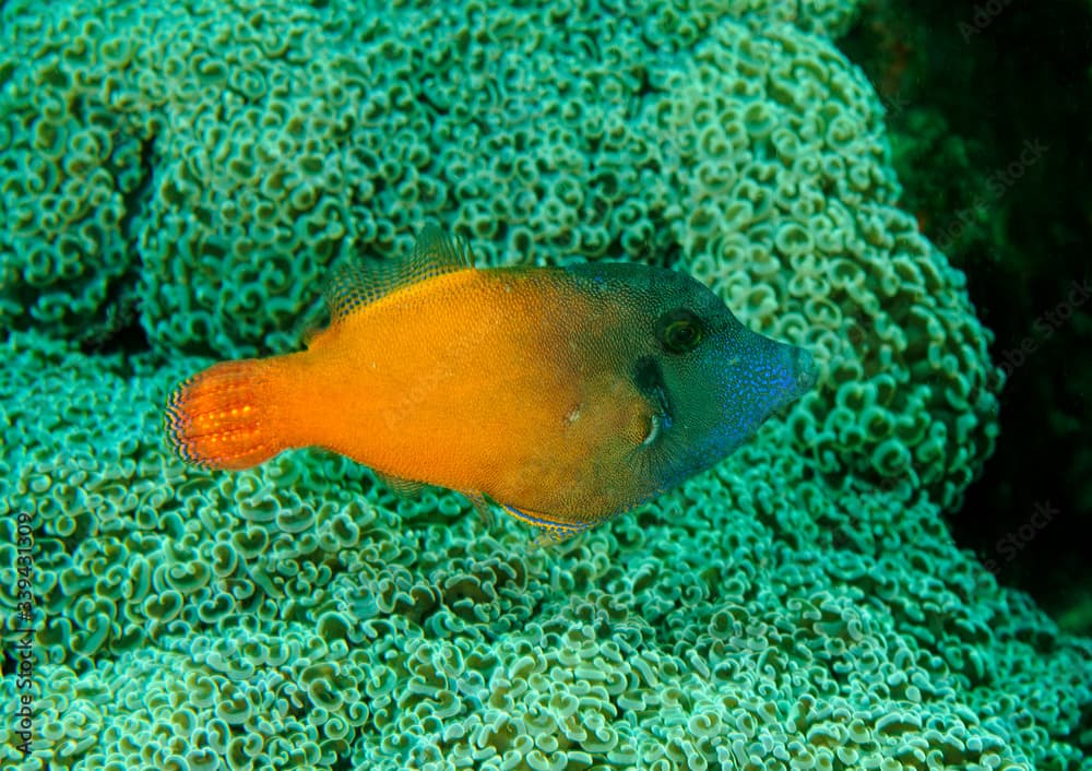 Blackheaded filefish, Pervagor melanocephalus, Sulawesi Indonesia.