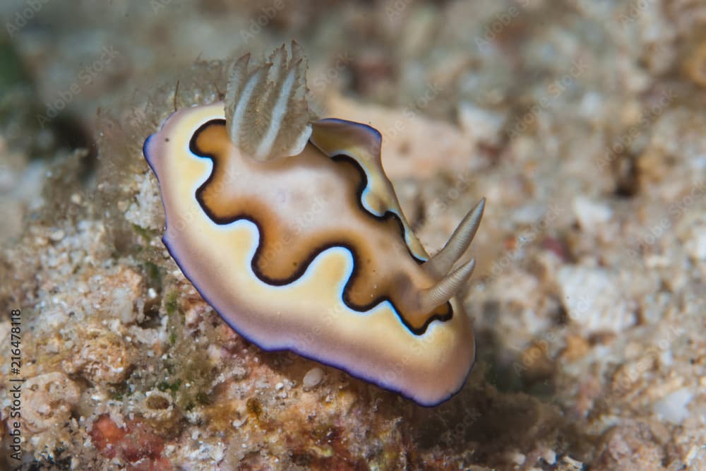 Goniobranchus coi nudibranch