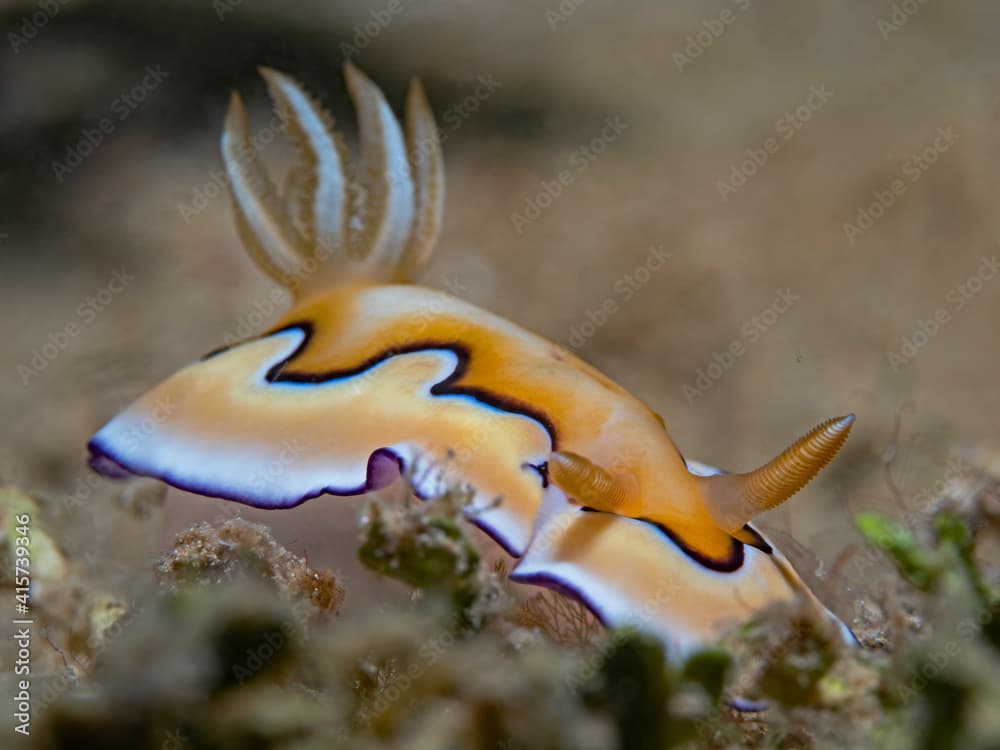 Co`s Chromodoris, Coi Prachtsternschnecke (Goniobranchus coi)