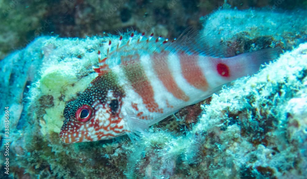 REDBARRED HAWKFISH, Cirrhitops fasciatus,  piliko'a