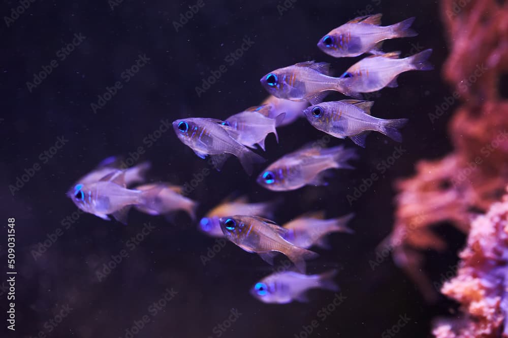 Threadfin cardinalfish (Longspine Cardinalfish, Long-spine Cardinal, Zoramia leptacantha) are swimming in marine aquarium