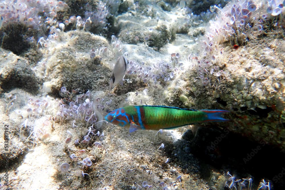 Green male ornate wrasse fish in Mediterranean sea - Thalassoma pavo