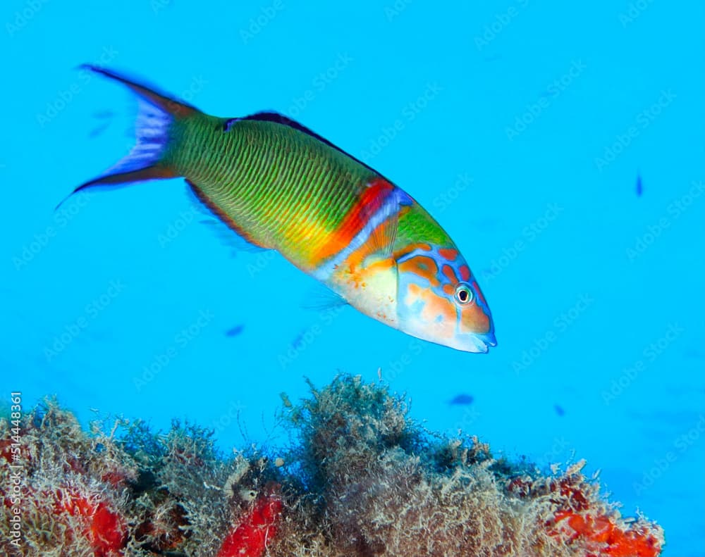 Ornate wrasse - Pavo thalassoma from Cyprus, Mediterranean Sea 