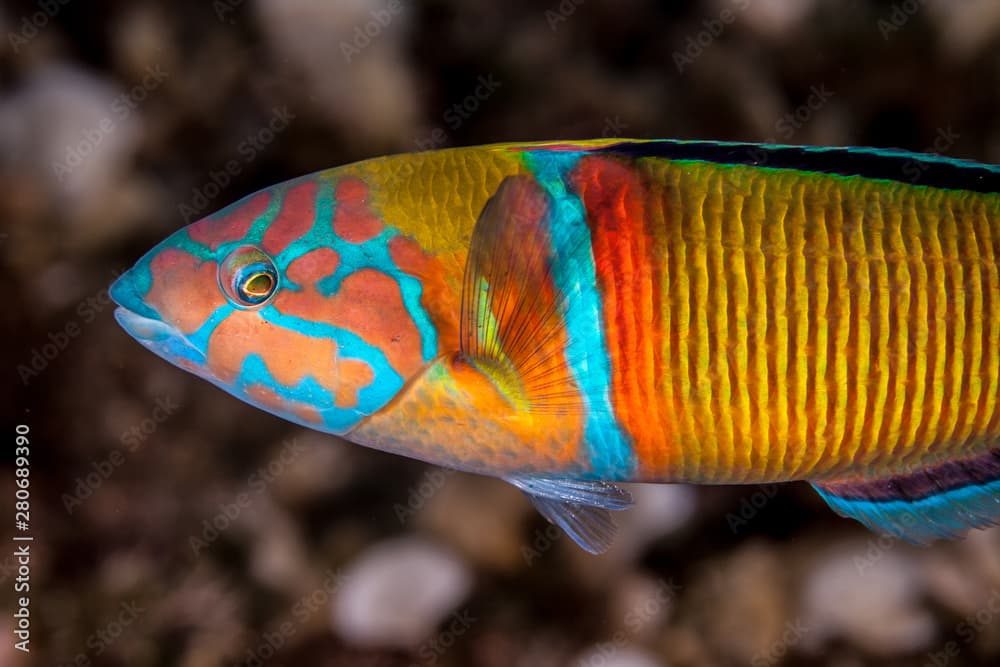 ornate wrasse, Thalassoma pavo