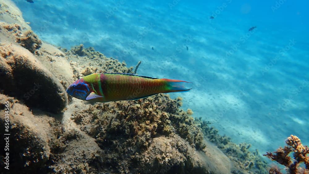 Ornate wrasse (Thalassoma pavo) undersea, Aegean Sea, Greece, Halkidiki