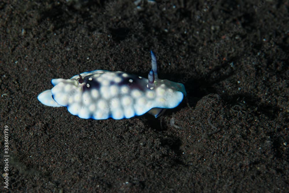 Goniobranchus hintuanensis Nudibranch