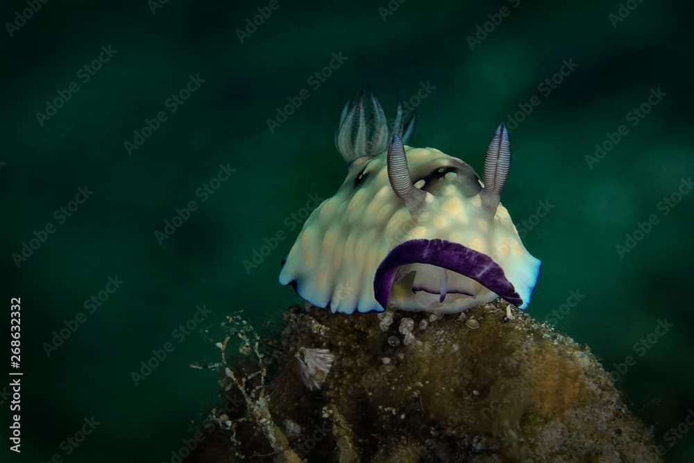 Nudibranch  Goniobranchus hintuanensis. Underwater macro photography from Anilao, Philippines