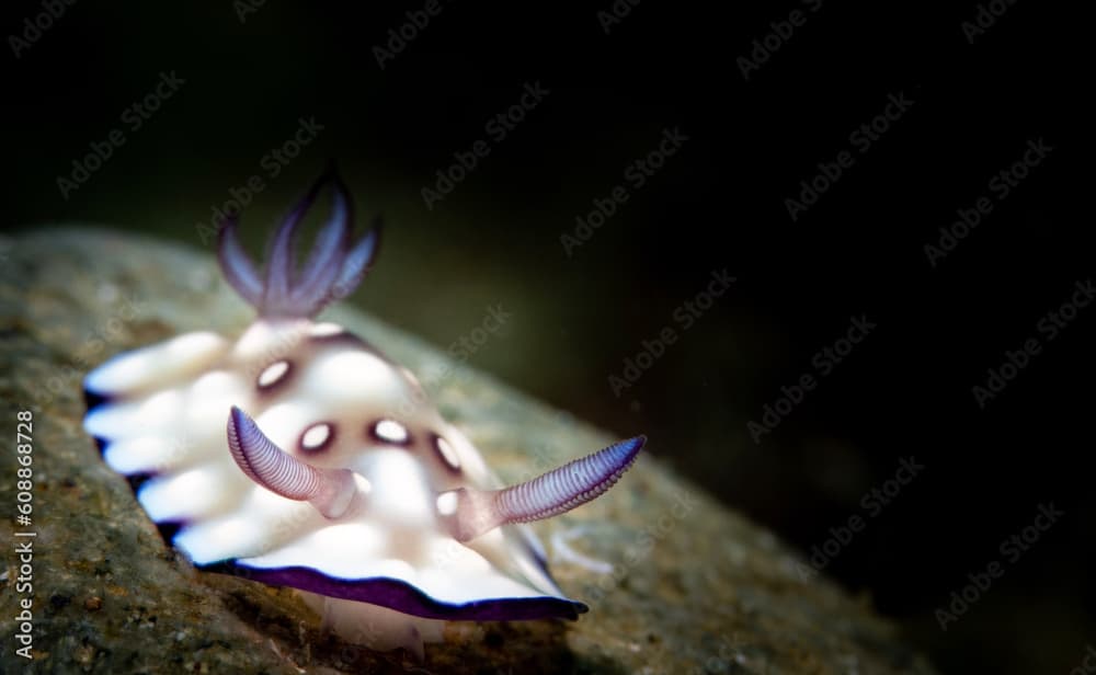 Nudibranch (𝘎𝘰𝘯𝘪𝘰𝘣𝘳𝘢𝘯𝘤𝘩𝘶𝘴 𝘩𝘪𝘯𝘵𝘶𝘢𝘯𝘦𝘯𝘴𝘪𝘴) Shot in Anilao, Batangas, Philippines